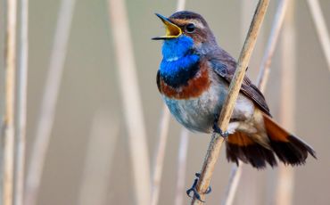 Bird Voice Detector